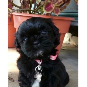 Meet your Posher, Sonya